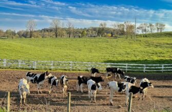 farm cardano on yearn finance no lock