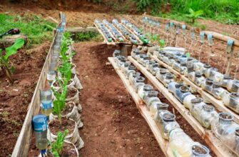 farm solana on compound beginner