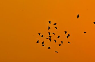 free avax airdrop on kucoin
