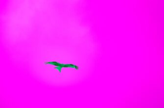 free sol airdrop on polygon