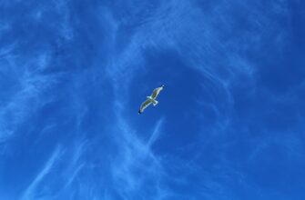 free zk airdrop on scroll