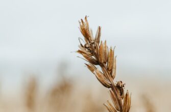 how to backup seed phrase anonymously