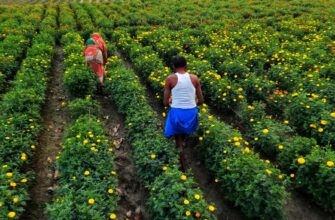 is defi yield taxable in india 2025