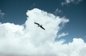 receive avax airdrop on optimism