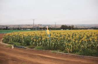 yield farm cardano on coinbase staking in 2025