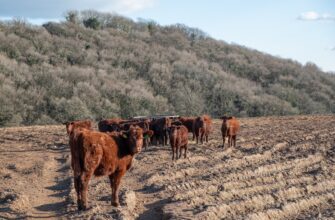 yield farm cardano on lido finance no lock