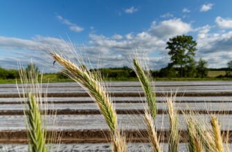 yield farm sol on lido finance guide