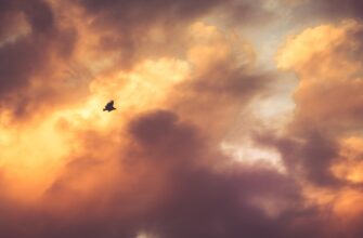 claim solana airdrop on optimism
