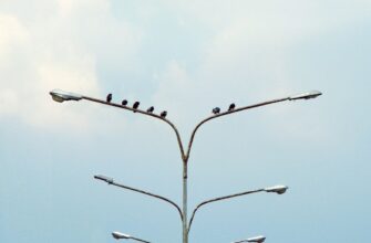 collect eth airdrop on optimism