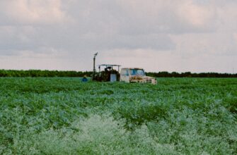 farm cardano on beefy finance low risk
