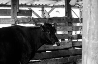 farm cardano on lido finance no lock