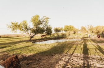 farm cardano on rocket pool no lock