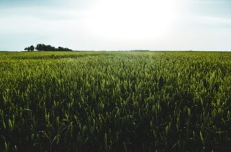 farm ethereum on compound