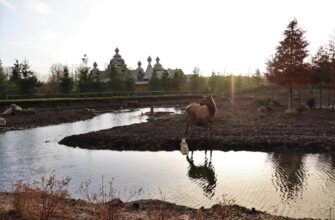 farm solana on rocket pool best apy