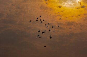 free aptos airdrop in india