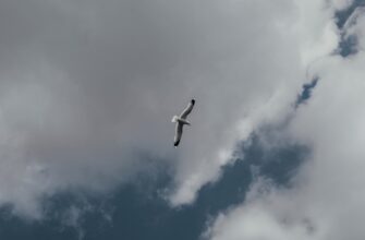 free pepe airdrop in pakistan