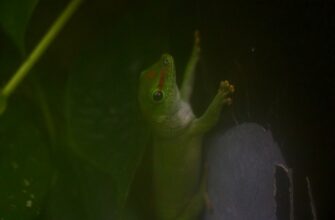free pepe airdrop on layerzero