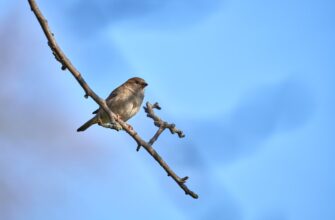 free pepe airdrop on starknet