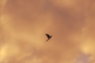 get ethereum airdrop on arbitrum
