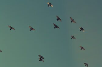 how to free sui airdrop tutorial