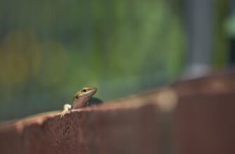 how to get pepe airdrop airdrop list