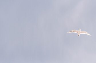qualify for aptos airdrop on core dao