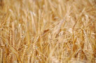 yield farm avax on binance earn low risk
