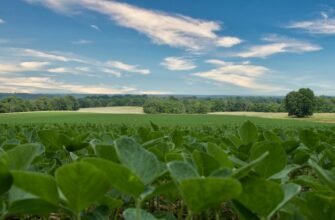 yield farm cardano on beefy finance step by step