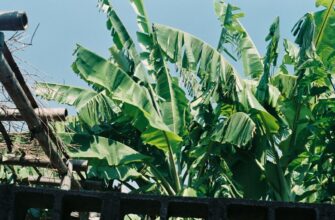 yield farm cardano on kraken staking best apy
