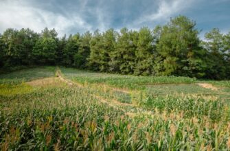 yield farm dai on yearn finance step by step