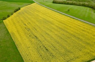 yield farm dot guide