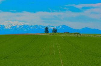 yield farm matic guide