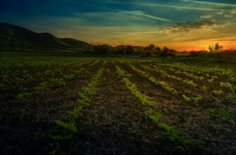 yield farm sol on beefy finance in 2025