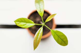 best way to backup seed phrase best practices