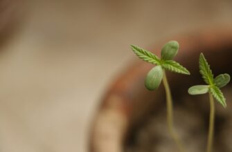 best way to backup seed phrase step by step
