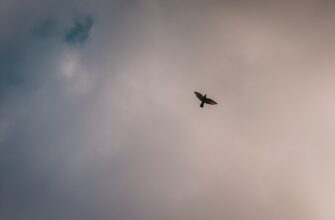 claim ton airdrop on arbitrum