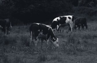 farm dot on beefy finance step by step