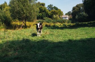 farm eth step by step