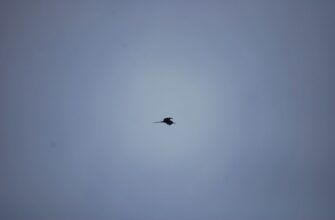 free dot airdrop on kucoin
