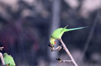 free pepe airdrop in canada