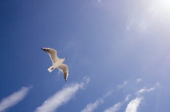 free sui airdrop on optimism