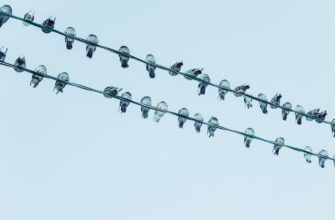 get sui airdrop on linea