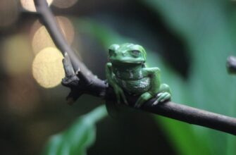 how to collect pepe airdrop tutorial