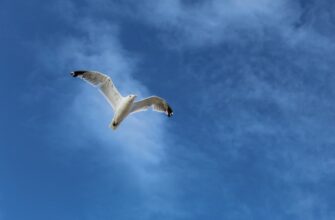how to free ethereum airdrop upcoming 2025