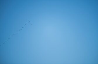 how to free sol airdrop tutorial