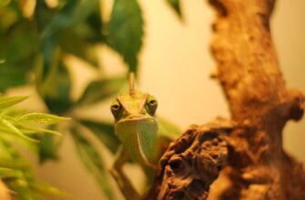how to get pepe airdrop guide