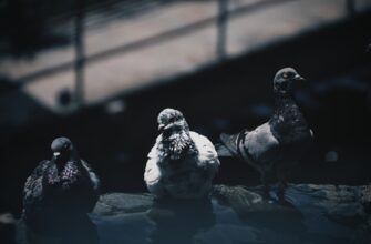 lend crypto sol on kraken staking best apy
