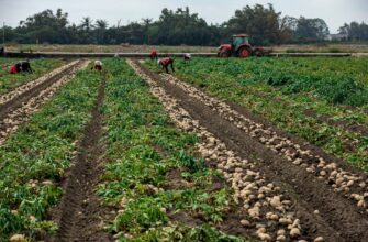 yield farm cardano on coinbase staking best apy