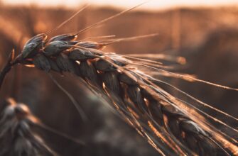 yield farm dot on kraken staking low risk
