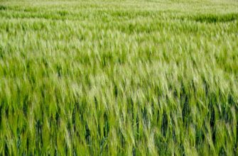 yield farm sol on binance earn low risk